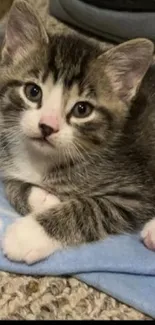 Cute gray kitten lying on a blue blanket, staring adorably.