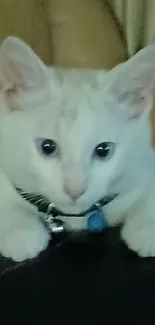 Adorable white kitten lounging on a black leather couch.