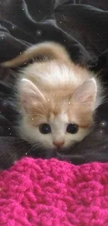 Adorable ginger kitten on dark and magenta blanket.