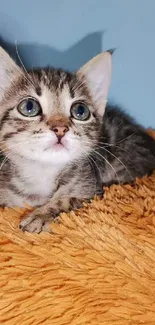 Adorable kitten lounging on fluffy blanket.