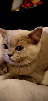 Adorable beige kitten resting on a fluffy white blanket.