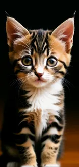 Cute kitten sitting on a wooden floor with a dark background.