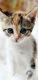 Cute kitten on a soft, white background for mobile wallpaper.