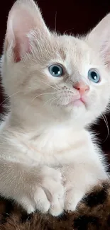 Adorable beige kitten on a leopard-patterned blanket.