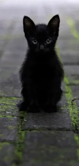 Black kitten sitting on mossy pathway.