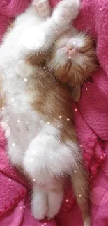 Adorable sleeping kitten on pink blanket.