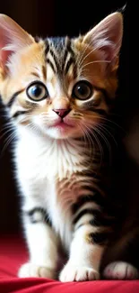 Adorable kitten sitting on a red blanket with wide eyes.