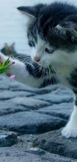 Curious kitten on a cobblestone riverbank reaching for small flowers.