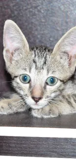 Cute kitten with blue eyes on a shelf background.