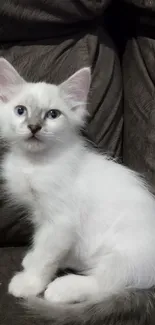 Adorable fluffy white kitten sitting on a dark gray sofa.