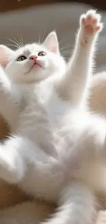 Adorable white kitten with paws up on a beige blanket.