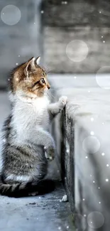 Adorable kitten explores stone steps, capturing curiosity.