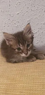 Cute fluffy kitten lying on textured yellow surface.