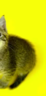 Adorable tabby kitten with yellow background wallpaper.