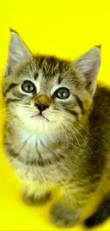 Cute kitten on vibrant yellow background mobile wallpaper.