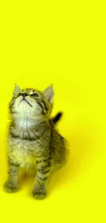 Adorable kitten sitting on a bright yellow background, perfect for mobile wallpaper.