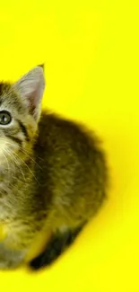 Cute tabby kitten on bright yellow background.