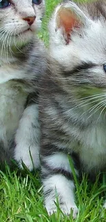 Adorable fluffy grey kittens with blue eyes on green grass background.