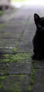 Black kitten sitting on a stone path with moss accents.