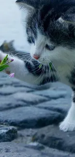 Cute kitten with paw extended towards a small flower by the water.