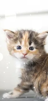 Adorable calico kitten with fluffy fur, looking over shoulder.