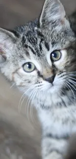 Adorable tabby kitten with big eyes in a phone wallpaper.