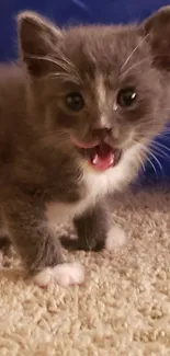 Adorable gray kitten on carpet wallpaper.