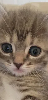 Close-up of an adorable kitten with big eyes and soft fur for phone wallpaper.