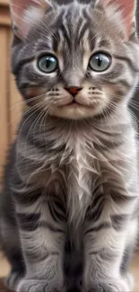 Adorable gray tabby kitten with blue eyes sitting on wooden floor.