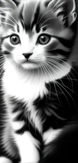 Black and white kitten with captivating eyes mobile wallpaper.