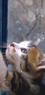 Curious kitten reaching up by a window with soft background.