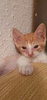 Adorable orange kitten relaxing on a sofa with a cozy background.