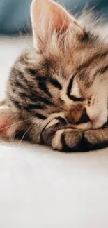 Adorable kitten sleeping peacefully on a comfy bed.