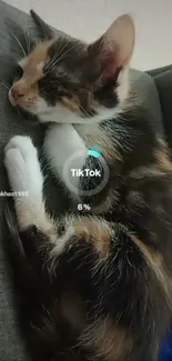 Cute sleeping kitten on a gray couch.