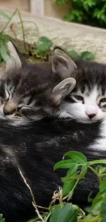 Two fluffy kittens snuggling together in a natural garden setting.