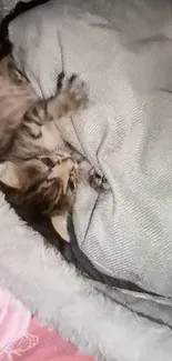 Adorable kitten snuggled in a cozy grey blanket.