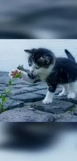 Playful kitten on cobblestone street reaching for a small flower.