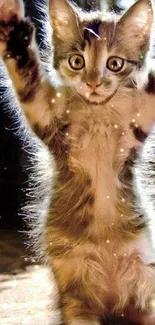 Adorable kitten stretches under sunlight.