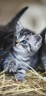 Three adorable kittens playing on hay.