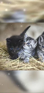 Trio of adorable kittens playing in hay with a soft, natural background.