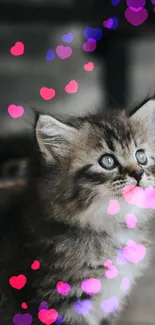 Cute gray kitten under a wooden chair looking up.