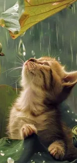 Kitten looking up at raindrops beneath leaves.