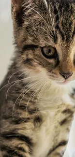 Adorable tabby kitten with expressive eyes and soft fur.