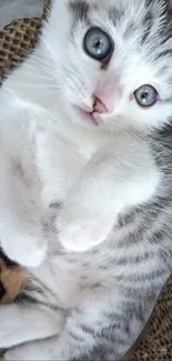 Fluffy gray and white kitten with blue eyes on cardboard.