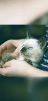 Adorable fluffy Siamese kitten with blue eyes held in hands.