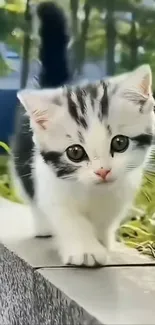 Adorable black and white kitten exploring outdoors with a lush green background.