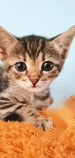 Adorable tabby kitten on orange blanket against a blue background.