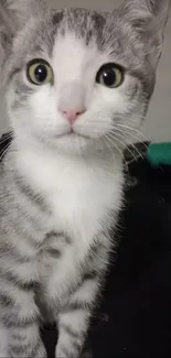 Charming gray and white kitten with big eyes on a mobile wallpaper.