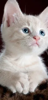 Adorable cream-colored kitten with blue eyes