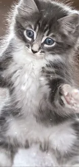 Fluffy kitten with blue eyes standing playfully.